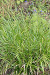 European woodland sedge